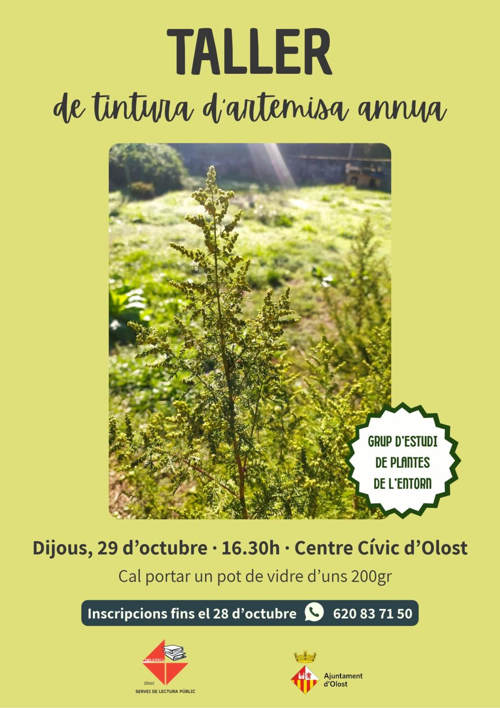 Taller de tintura d'artemisa annua